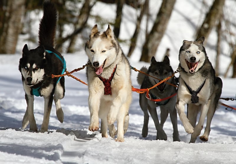 Dog Sledding in Lapland