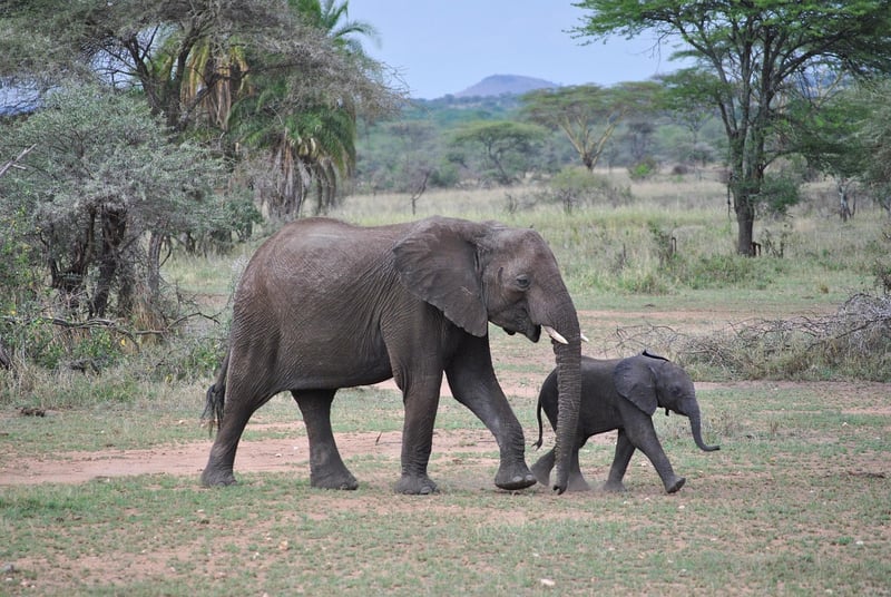 Serengeti National Park