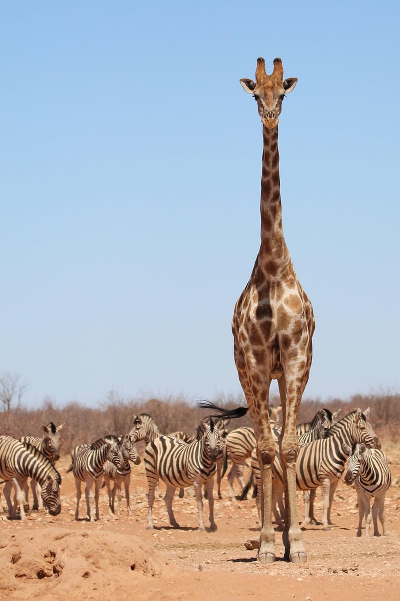 Safari in the Serengeti National Park
