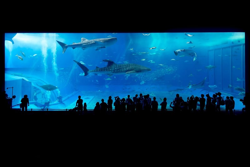 Swimming with Whale Sharks in Cancun